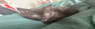 Mixed Breed Kitten 4