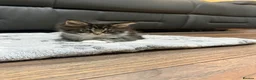 Maine Coon cats for sale: Mainecoon Kittens  - Advert 15