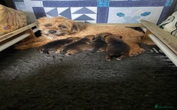 Border Terrier dogs for sale: Border Terrier Puppies - Image 4