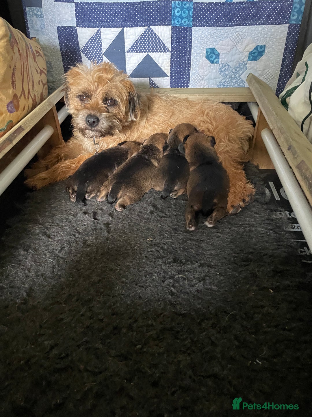 Border Terrier dogs for sale: Border Terrier Puppies - Image 4