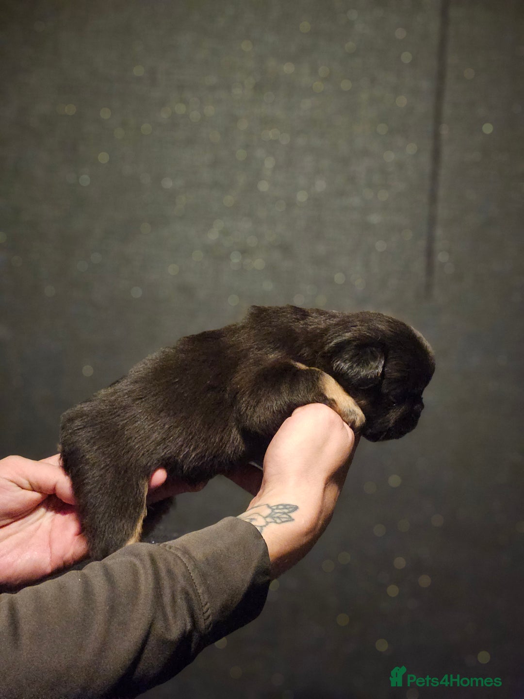 French Bulldog dogs for sale: Fluffy french bulldogs  - Advert 8