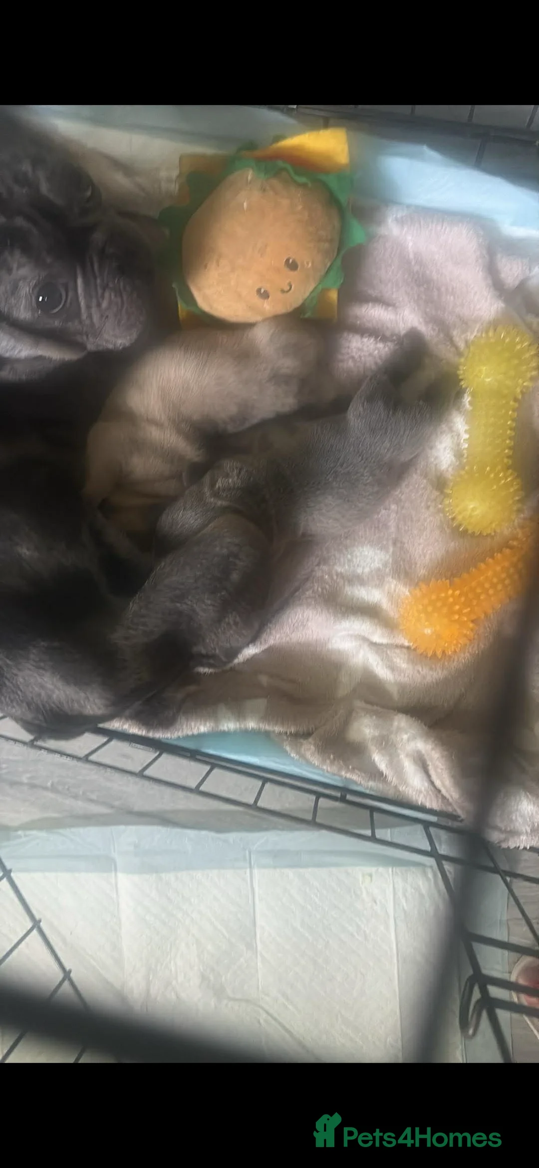 Mixed Breed dogs for sale: French pei pups  - Advert 20