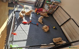 Golden Retriever dogs for sale: Golden Retriever puppies  in Lee-on-the-Solent - Image 11