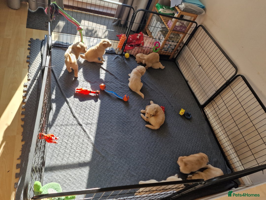 Golden Retriever dogs for sale: Golden Retriever puppies  in Lee-on-the-Solent - Image 11