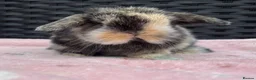 Mini Lop rabbits for sale: Pure bred baby pedigreed mini lops  - Advert 7