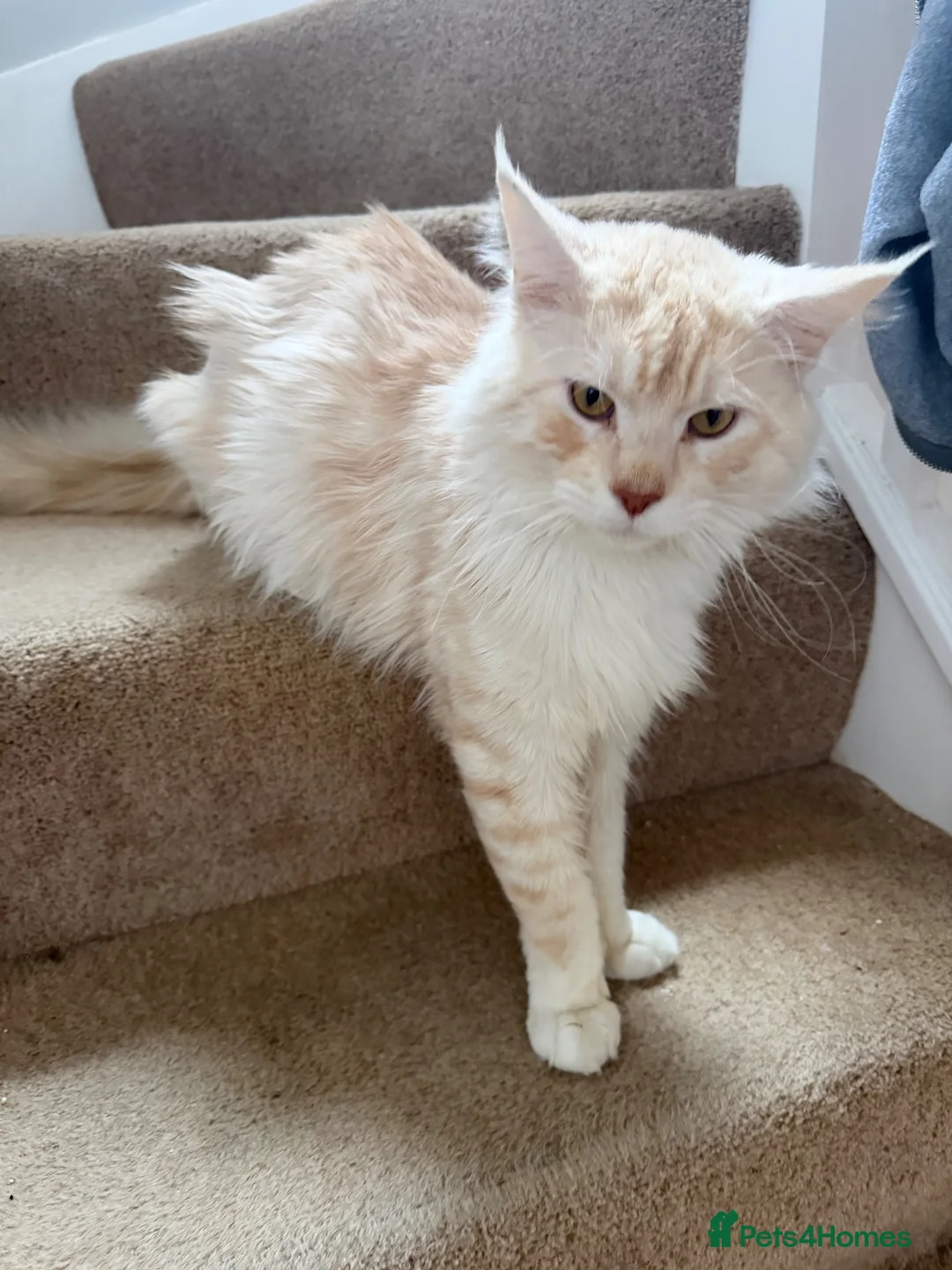 Maine Coon cats for sale: cream smoke boy for sale - Advert 2