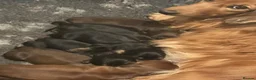Miniature Dachshund dogs for sale: Beautiful Long-Haired Miniature Dachshund Puppies  - Advert 1