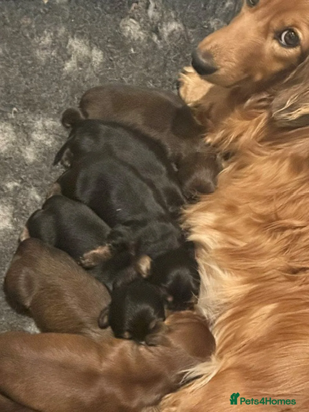 Miniature Dachshund dogs for sale: Beautiful Long-Haired Miniature Dachshund Puppies  - Advert 1