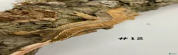Gecko reptiles for sale: Adult + Juvenile Crested Geckos inc. Lilly Whites - Advert 23