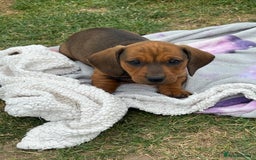 Dachshund dogs for sale: Dachshund puppies  - Image 1