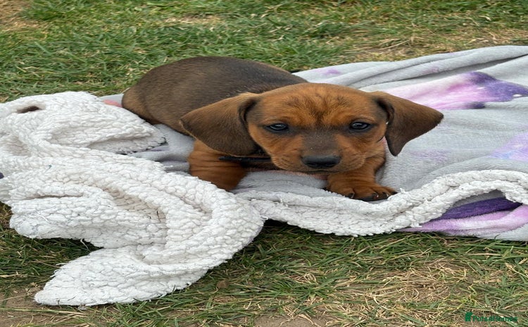 Dachshund dogs - Advert 8