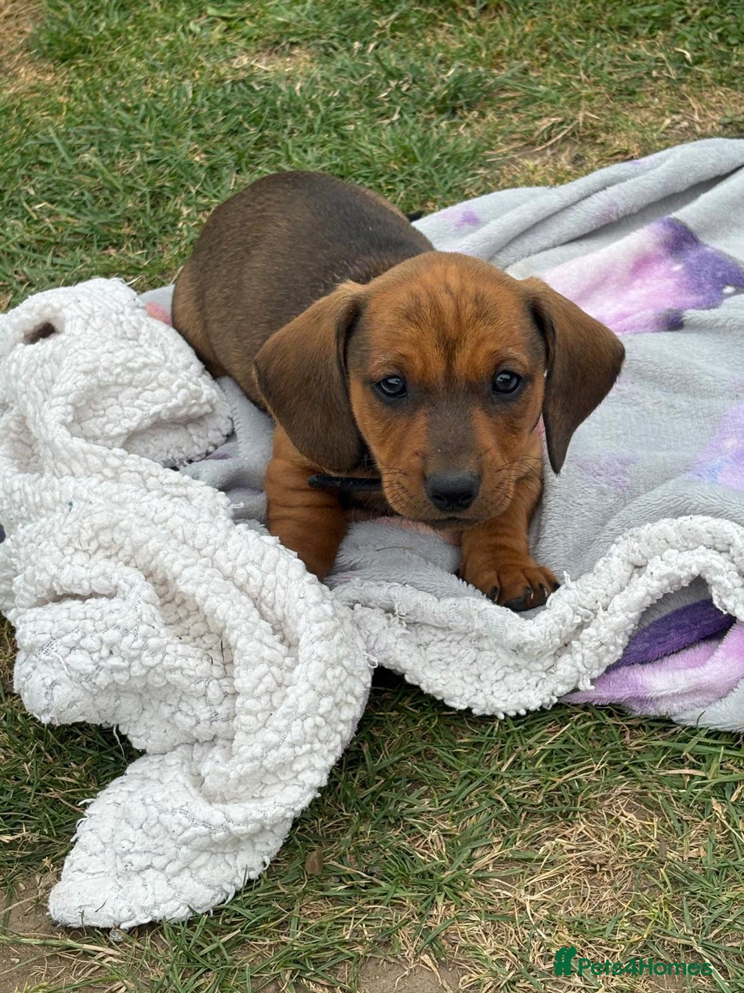 Dachshund dogs for sale: Dachshund puppies  - Image 1