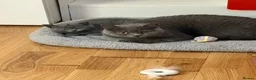 British Shorthair cats for sale: British shorthair kittens “READY NOW” - Advert 16