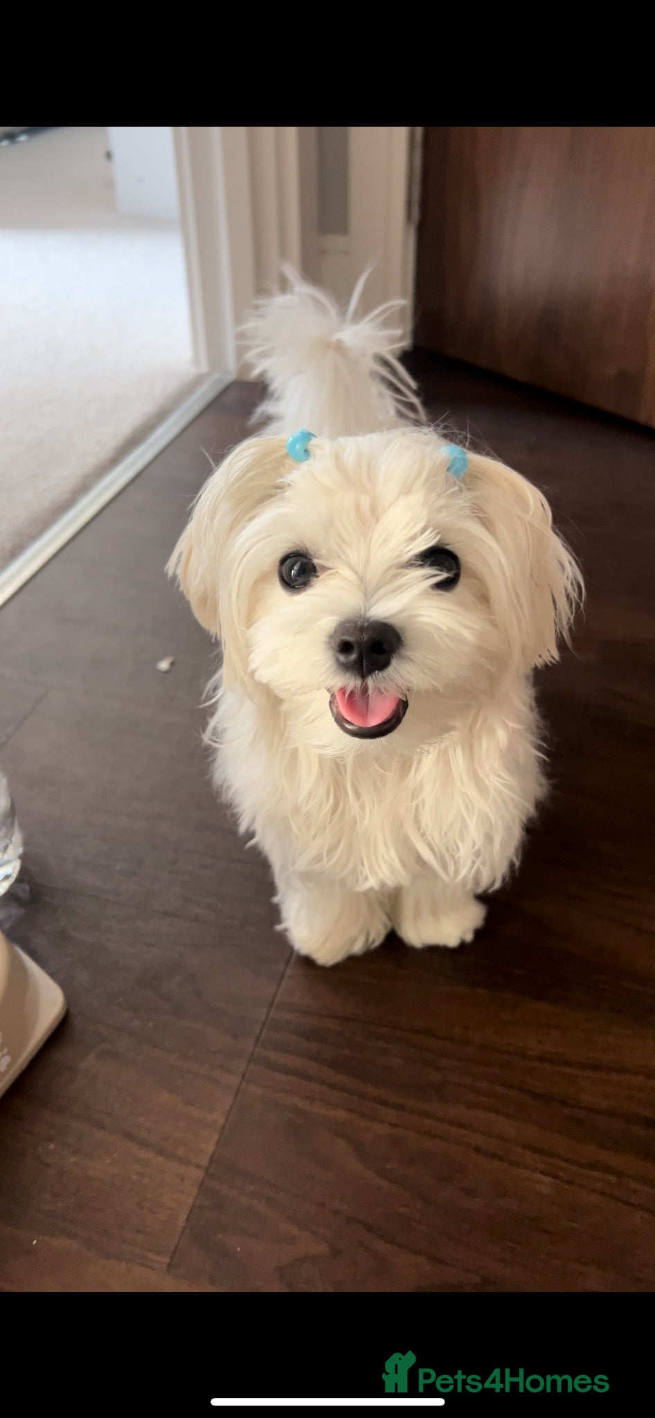 Maltese dogs Mini Maltese- full white  - Advert 5