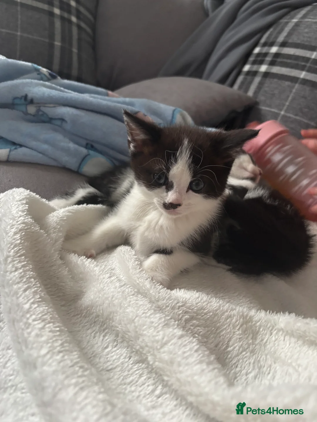 Domestic Shorthair cats for sale: 3 kittens available  in Watford - Advert 2