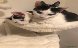 European cats for sale: 2 adorable female kittens 16 weeks  - Image 6