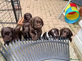 Cocker Spaniel dogs Working Cocker Spaniel RKC Registered - Advert 7