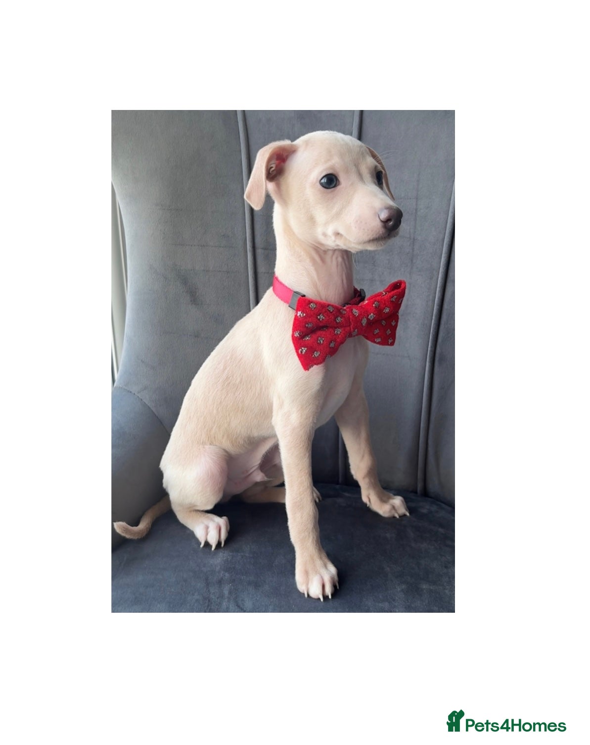 Italian Greyhound dogs Outstanding KC Italian Greyhound Puppies - Advert 3