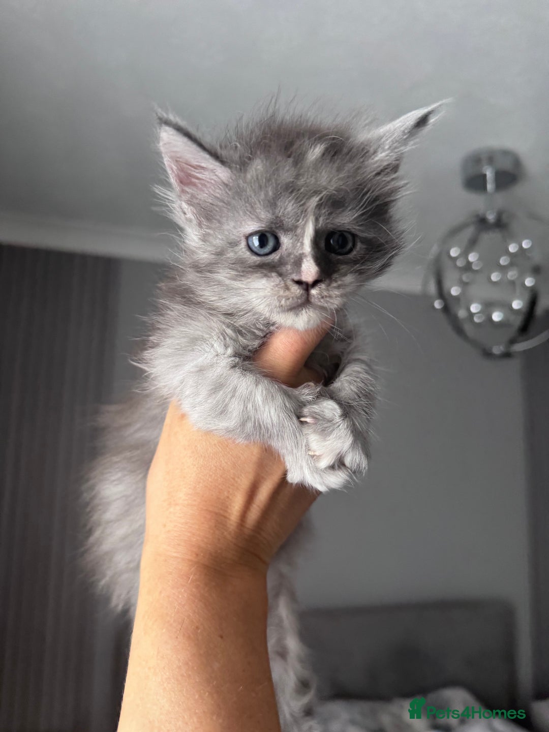 Maine Coon cats for sale: 🌟🌟Beautiful Maine Coon kittens 🌟🌟 - Image 11