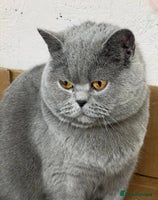 British Shorthair cats - Advert 9