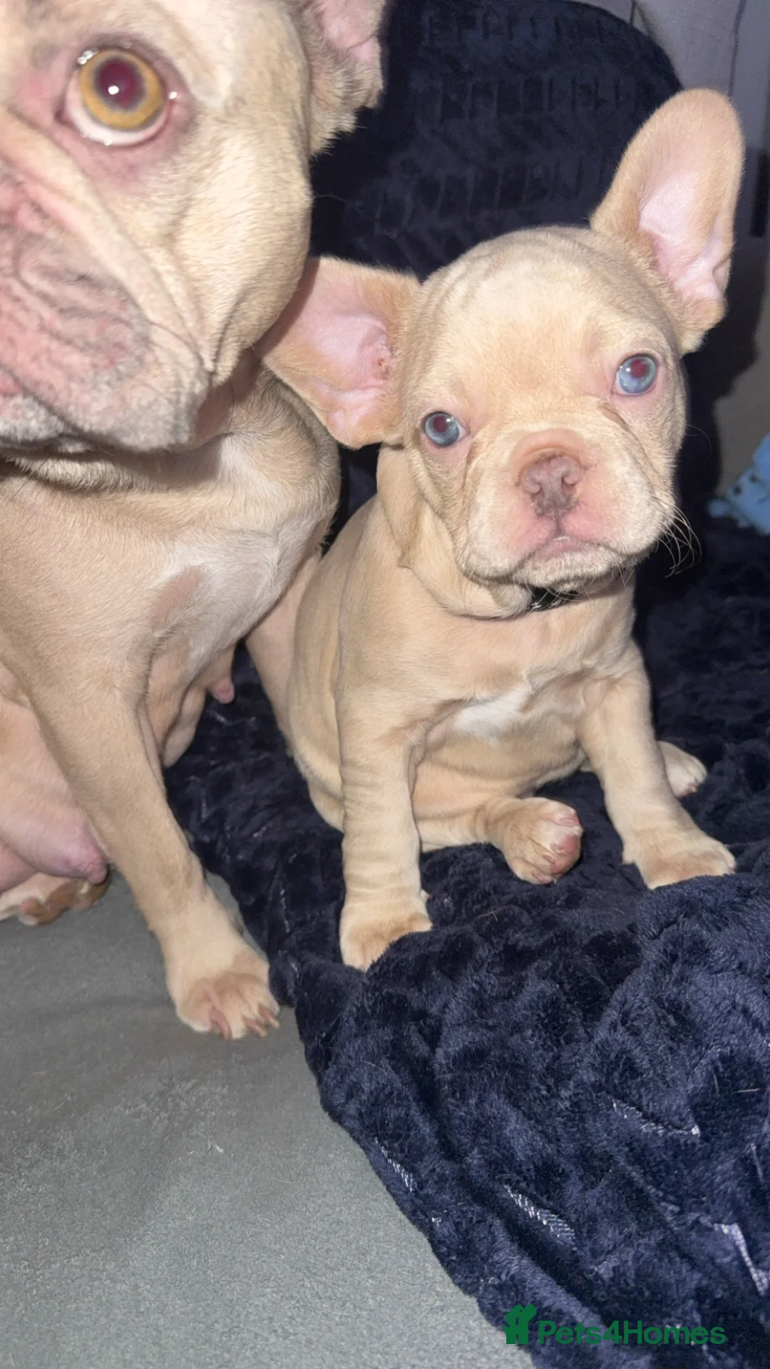 French Bulldog dogs for sale: Vaccine and Micro Chipped French Bulldog Puppies - Advert 34