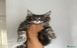 Maine Coon cats for sale: XL Russian Cubs ❤️🇷🇺  in Bradford - Image 8