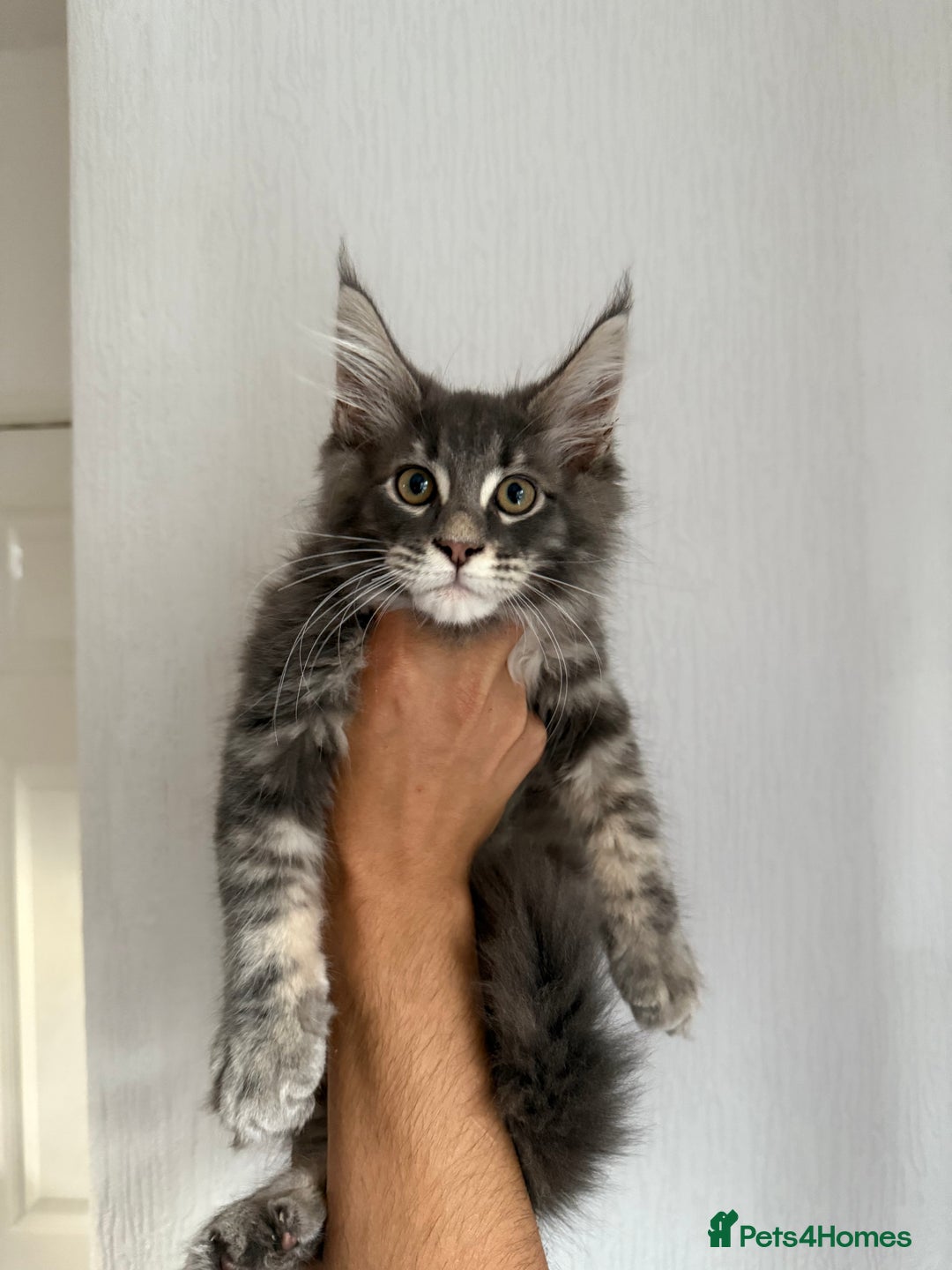 Maine Coon cats for sale: XL Russian Cubs ❤️🇷🇺  in Bradford - Image 8