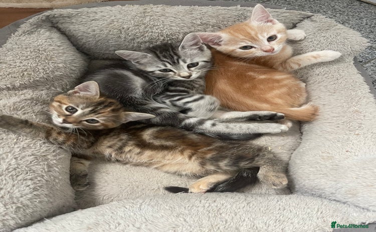 Mixed Breed cats - Advert 7