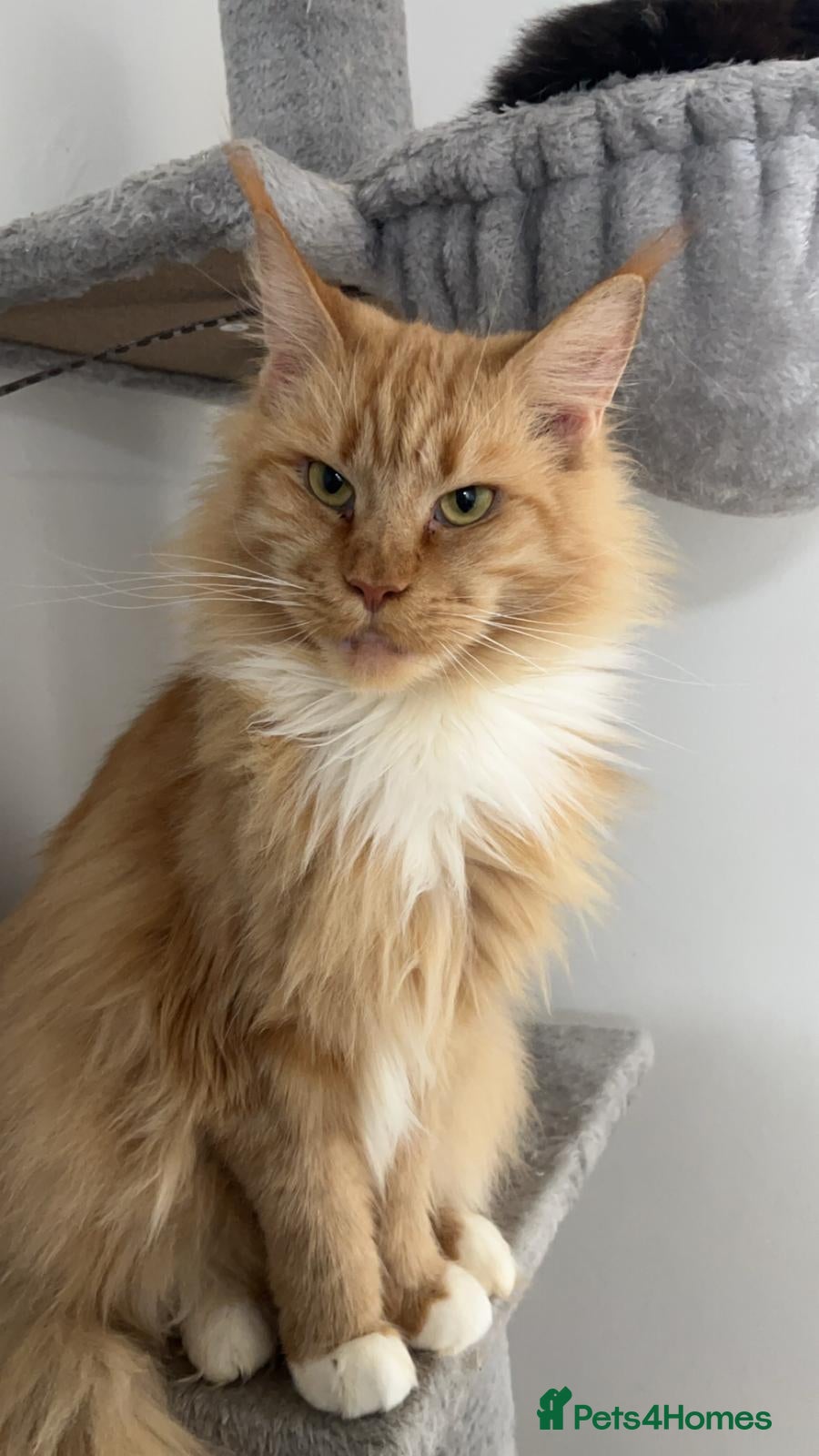 Maine Coon cats Stunning Red Maine Coon Kitten – TICA Registered  - Advert 1