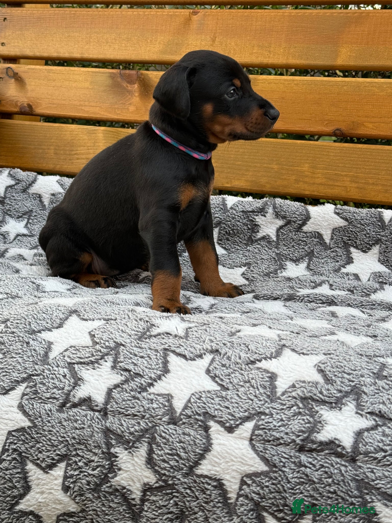 Dobermann dogs 2 Girls left. Champion lines, Health tested - Advert 9