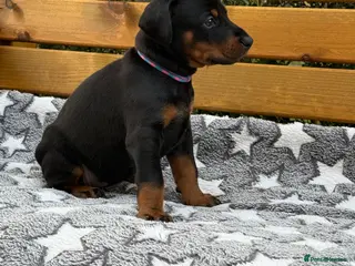 Dobermann dogs 2 Girls left. Champion lines, Health tested - Advert 3