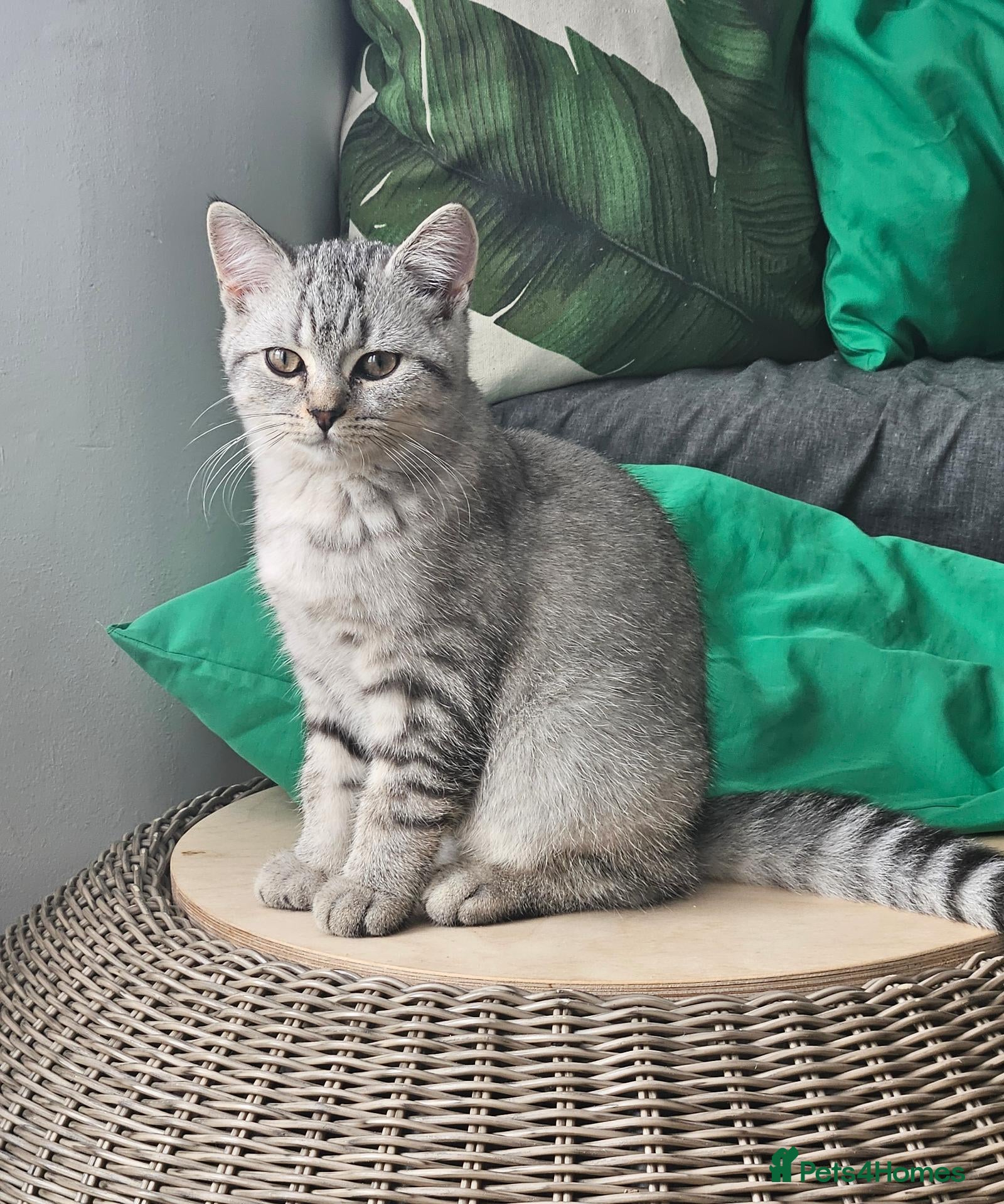 British Shorthair cats Purebread Silver british shorthair - Advert 2