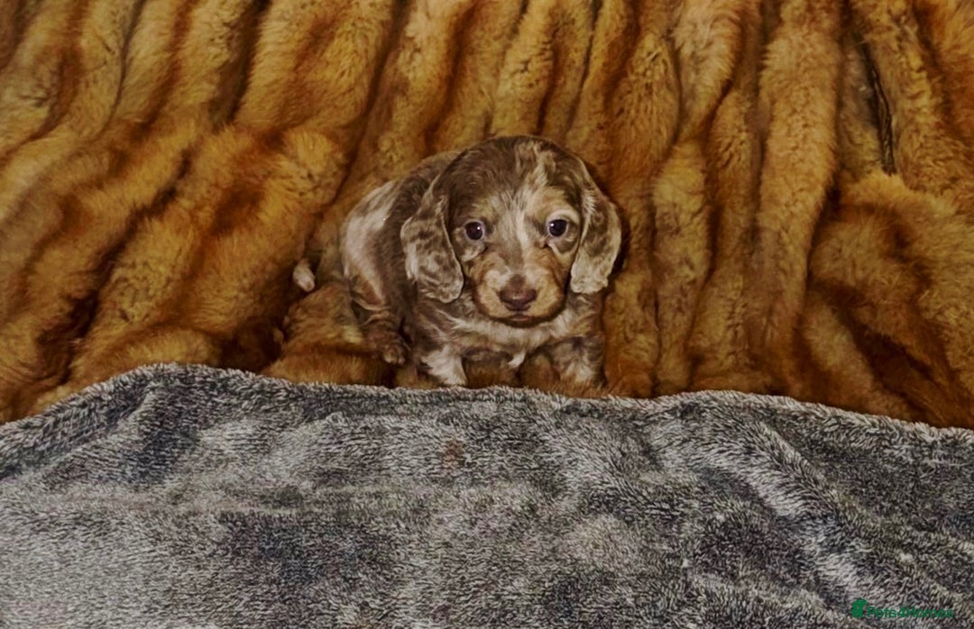 Miniature Dachshund dogs for sale: 💎RARE BREED/RARE BLOODLINE🩸 DACHSHUND PUPS 🐾 💕 - Advert 10
