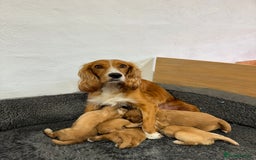 Cocker Spaniel dogs for sale: Stunning Working Cocker Spaniel Puppies - Image 17