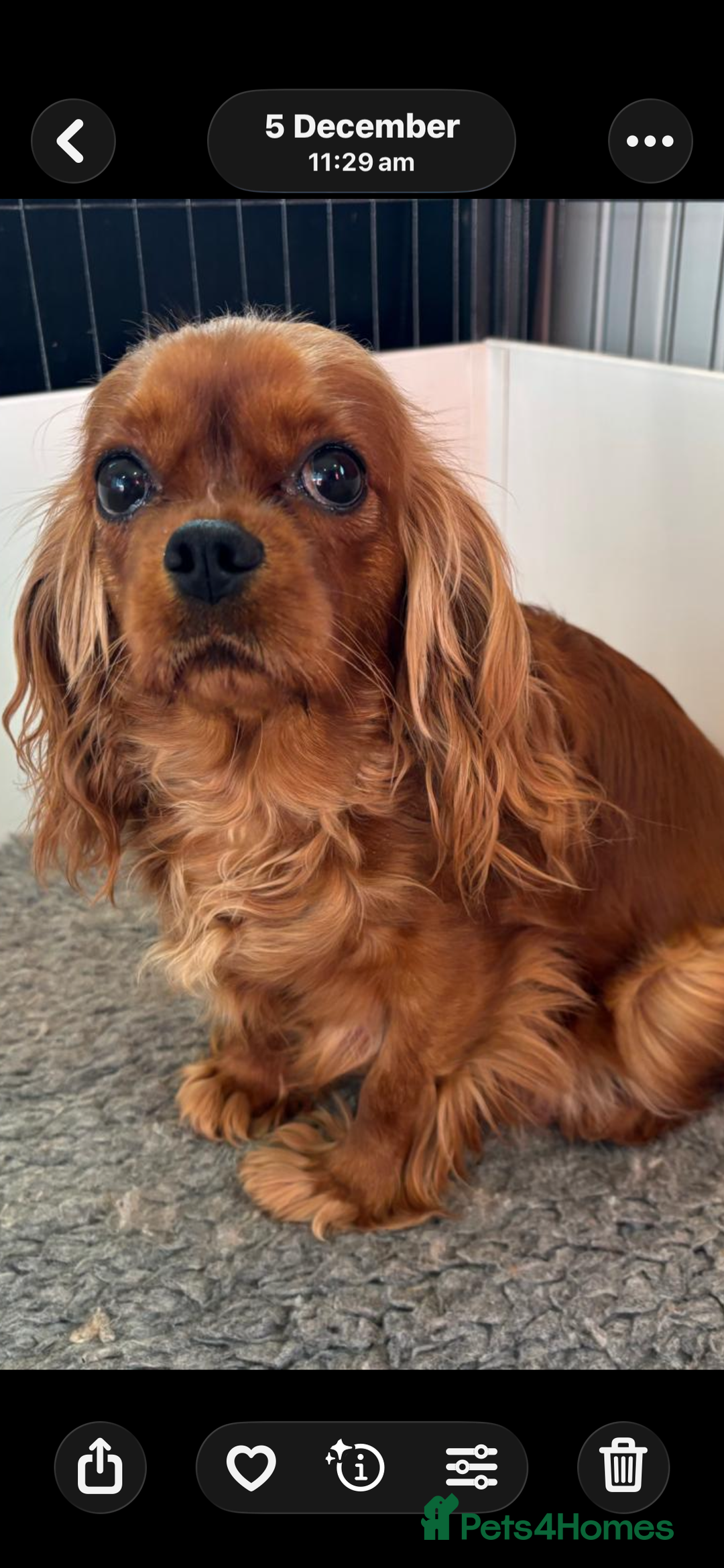 Cavalier King Charles Spaniel dogs for sale: Kc Reg, health tested Cavalier King Charles  - Advert 1