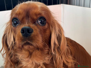 Cavalier King Charles Spaniel dogs Kc Reg, health tested Cavalier King Charles - Advert 9