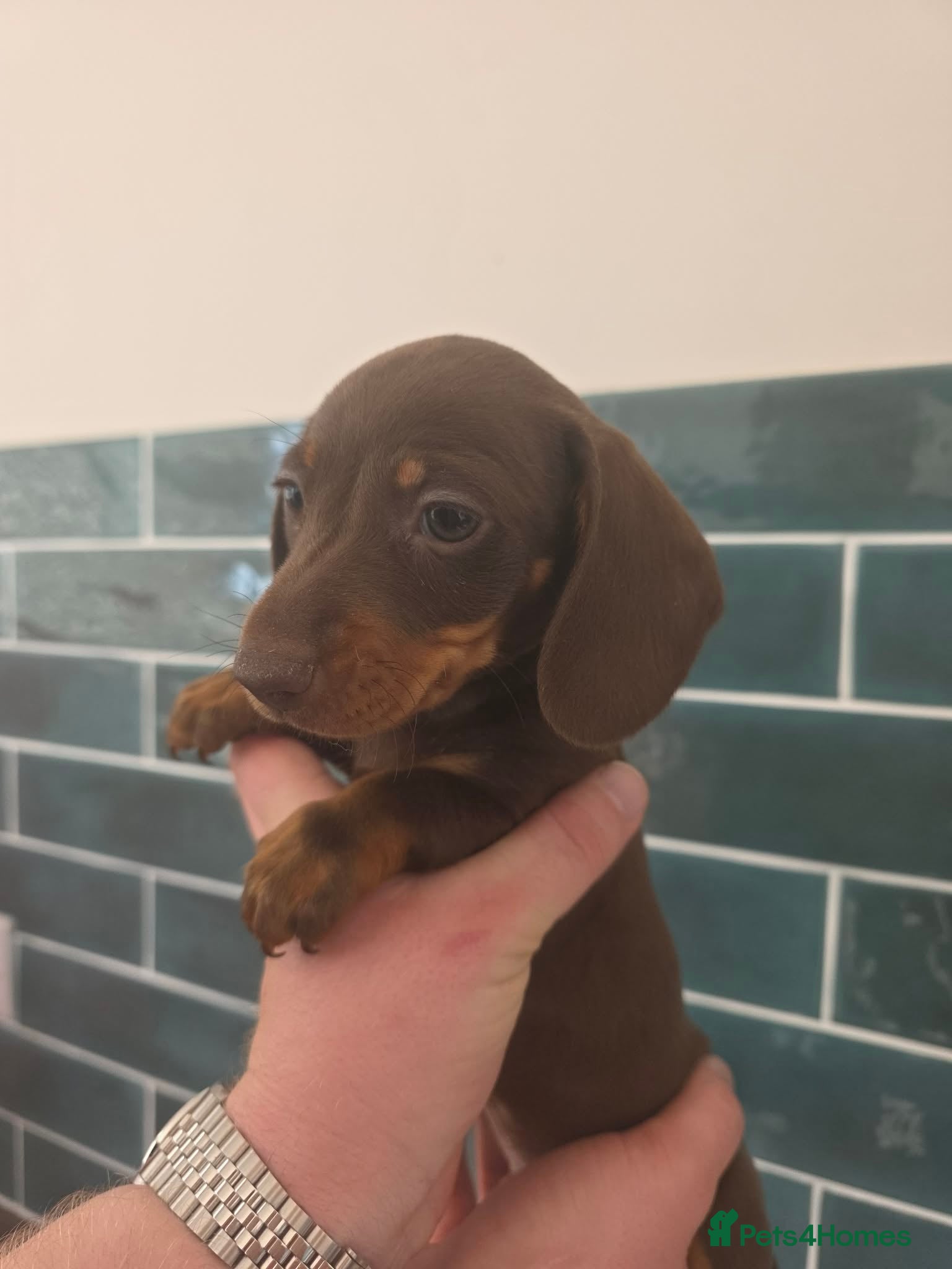 Miniature Dachshund dogs Miniature dachshund pups - Advert 1