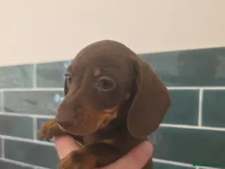 Miniature Dachshund dogs Miniature dachshund pups - Advert 1