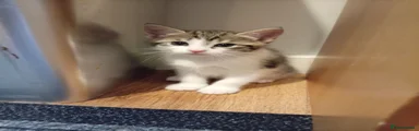 Tabby