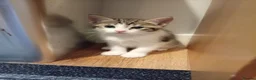 Mixed Breed cats for sale: 4 beautiful mixed kittens - Advert 17