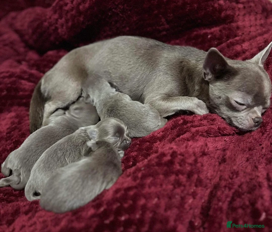 Chihuahua dogs for stud: Kc Long Coat Lilac Tri Chihuahua Well Proven Stud in Washington - Advert 7