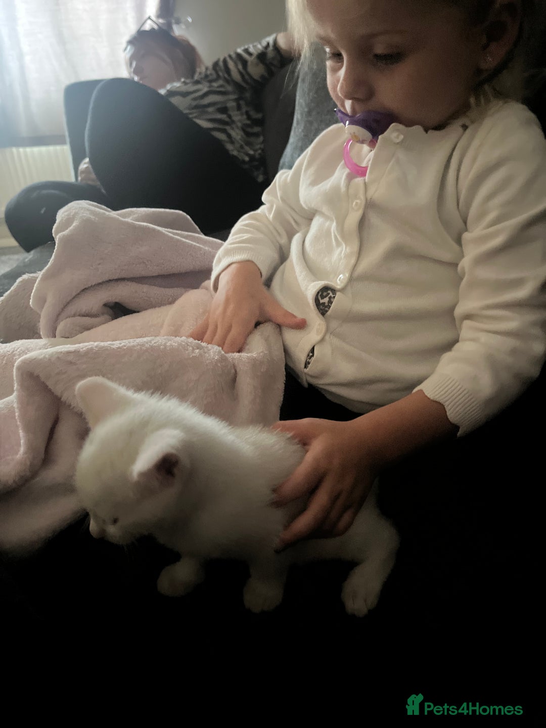 Mixed Breed cats for sale: white kitten  - Image 1