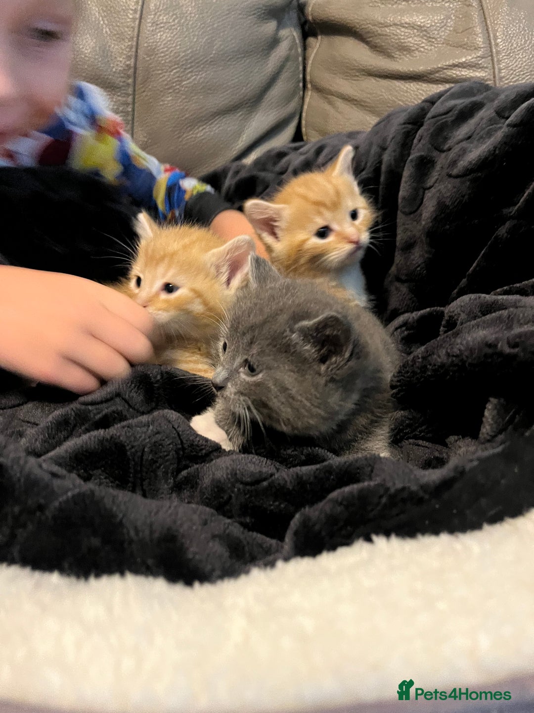 British Shorthair cats for sale: British short hair x - Image 15