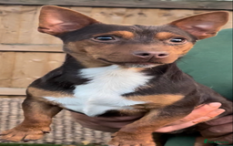 Jack Russell dogs for sale: Dog and bitch jackrussel terriers - Image 3