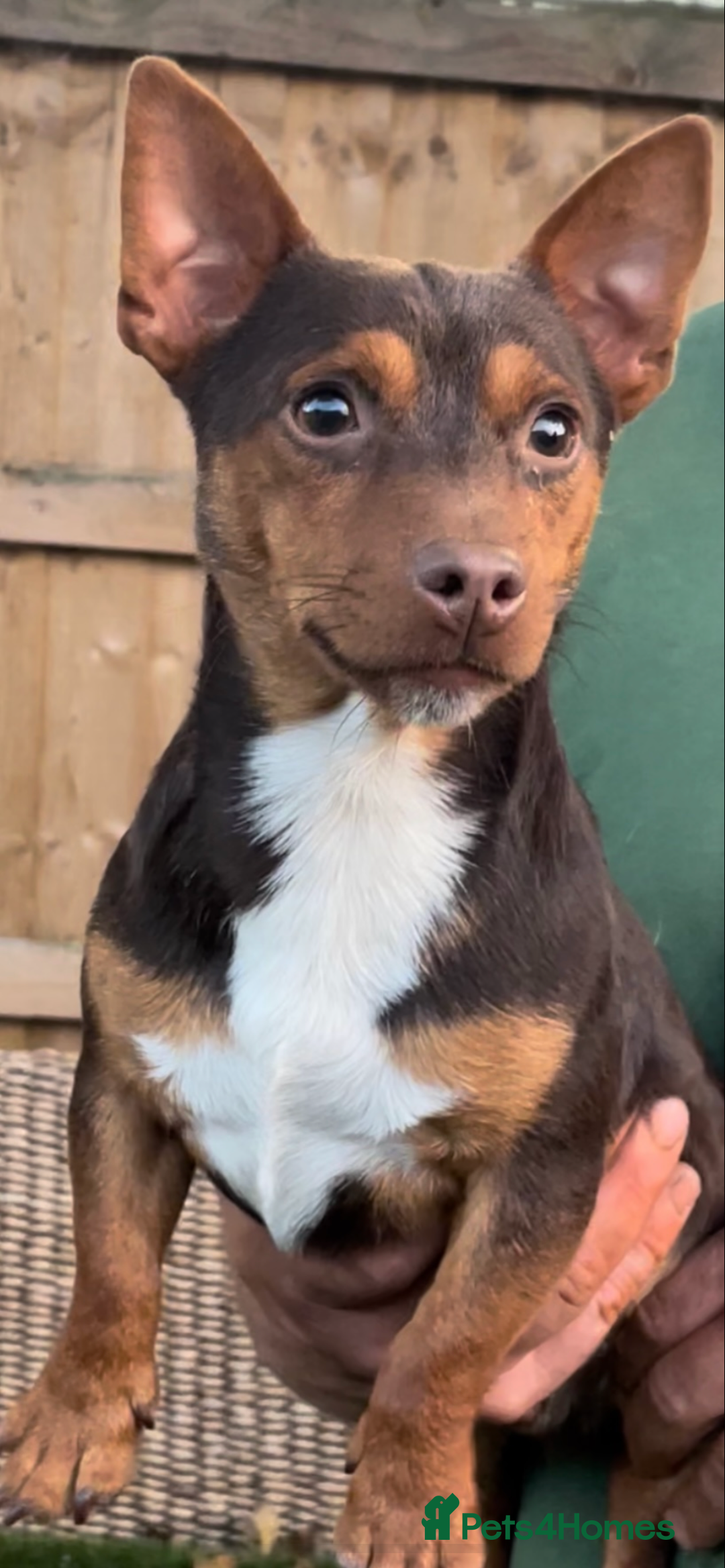 Jack Russell dogs for sale: Dog and bitch jackrussel terriers - Image 3