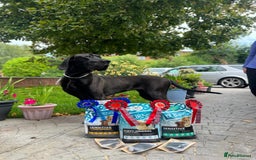 Great Dane dogs for sale: Great Dane puppies - Image 17