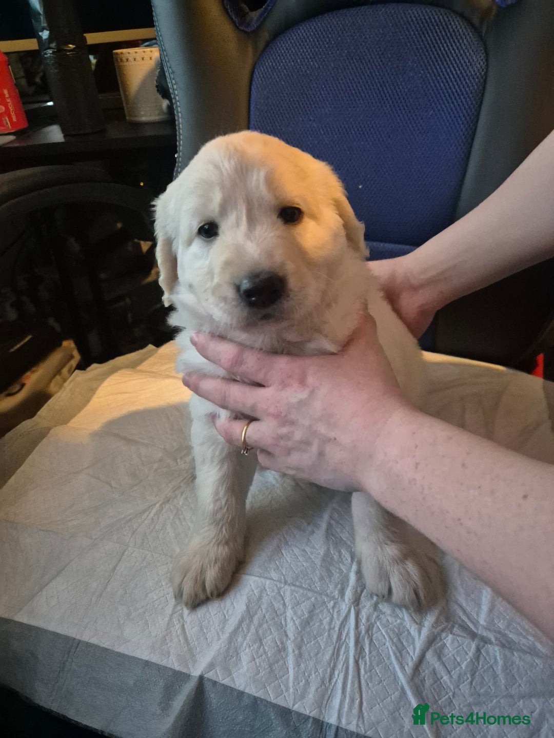 Mixed Breed dogs for sale: Stunning Litter of Labradoodle x Pyrenees - Advert 20