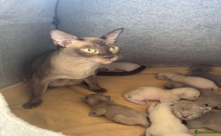 Burmese cats - Advert 1