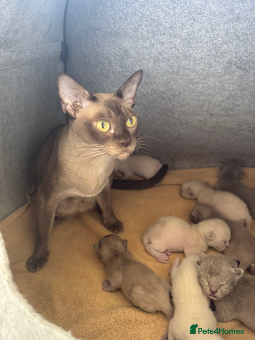 Burmese cats for sale: GCCF-registered, home-raised, Burmese kittens - Image 7