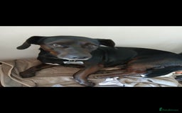 Mixed Breed dogs for sale: Jack Russell cross 4 year old male - Advert 2